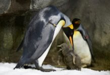 Pingüinos gay “toman” la cría de otra pareja de pingüinos heterosexual Pingüinos