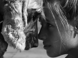 Politica Publica Bienestar Animal