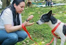 Cómo adoptar una mascota en Medellín de forma fácil y digital Adopción Mascotas