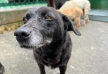 Medellín se mueve por los animales: Love Pet Fest y Carrera por los Animales este fin de semana Pet Fest Medellin